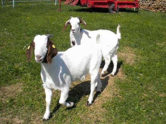 בית מלון כפרי Obermayrgut