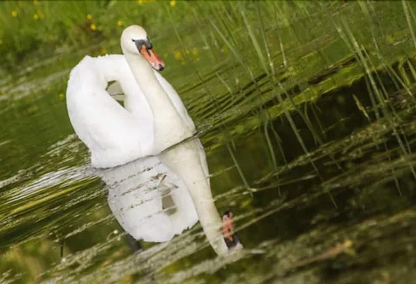 בית מלון כפרי Pałac Romantyczny