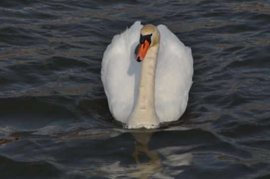 Отель Pod Swierkiem