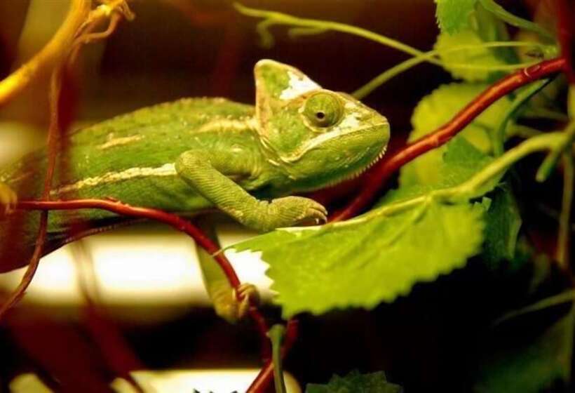 호텔 &spa Kameleon