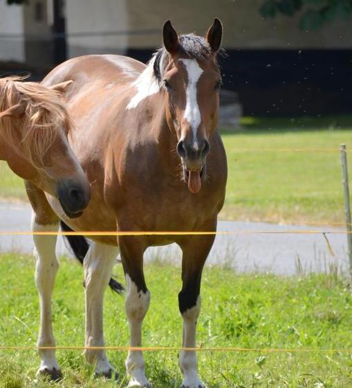 Landhotel Sulzbacher Hof
