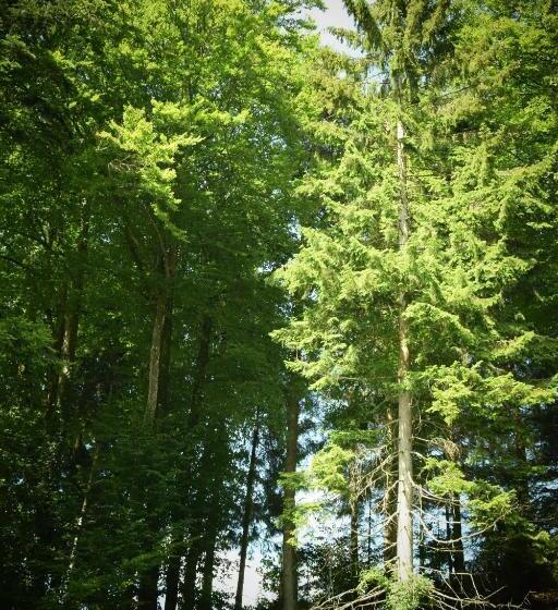 Naturidyll Hotel Hammerschmiede