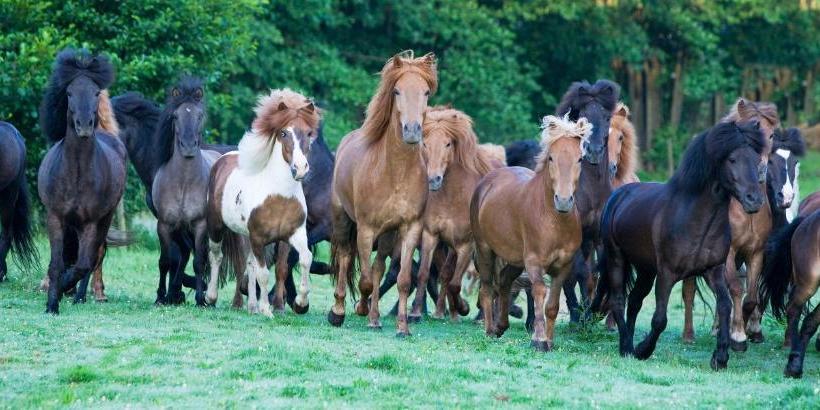 酒店 Reitzentrum Hausruckhof