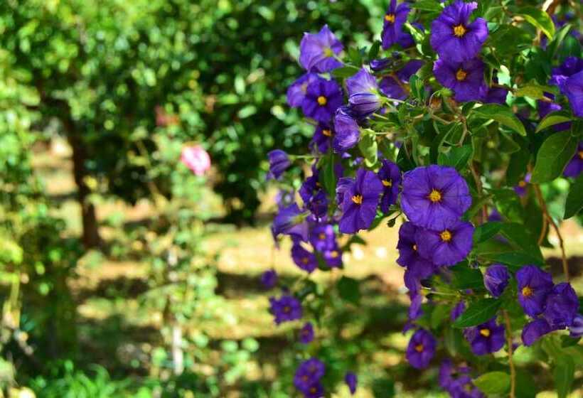 Bed and Breakfast B B S Elia Villa Surrounded By Greenery Inside The Historic Dubini Park