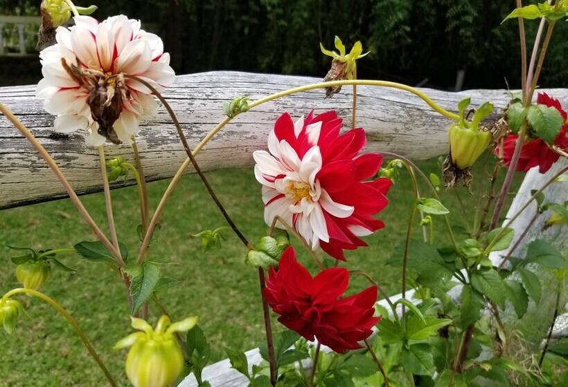 هاستل Hacienda San Isidro De Iltaqui