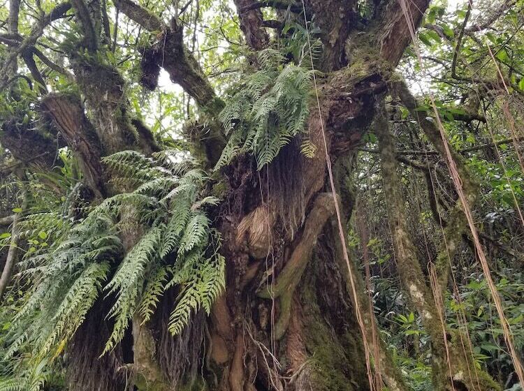هاستل Hacienda San Isidro De Iltaqui