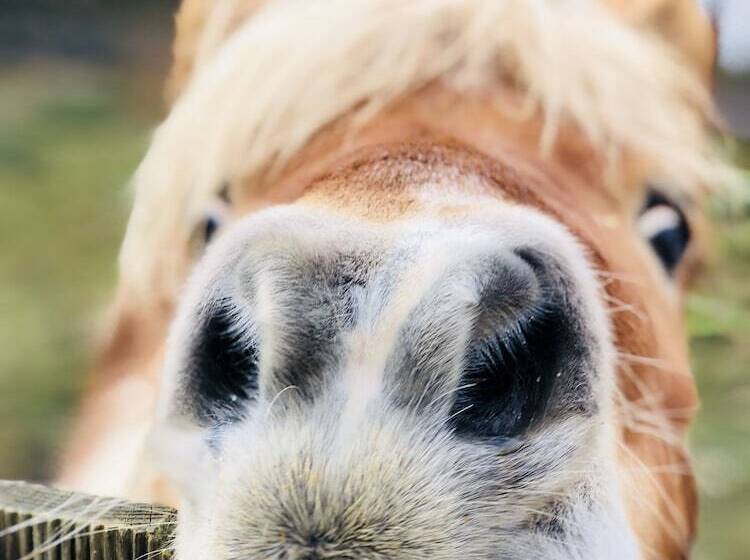 Bed and Breakfast Home Paradis & Spa   Ecolodge