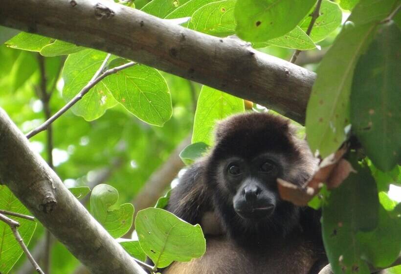 ホテル Baliyana Lodge