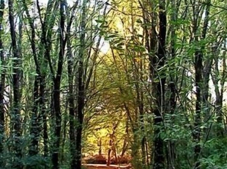 هتل Cabañas Am Bach