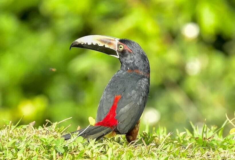 בית מלון כפרי Lake Gardens Arenal Villas