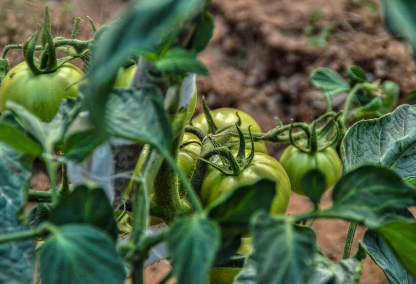 ペンション Iro Suites