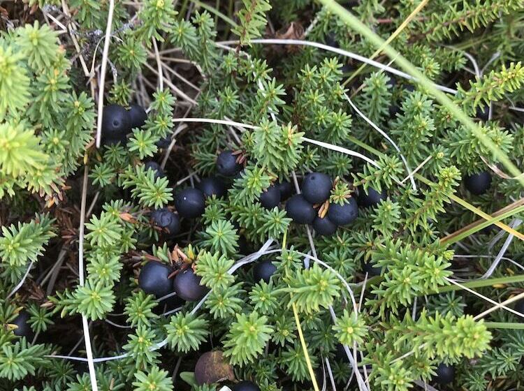 پانسیون Mestechko