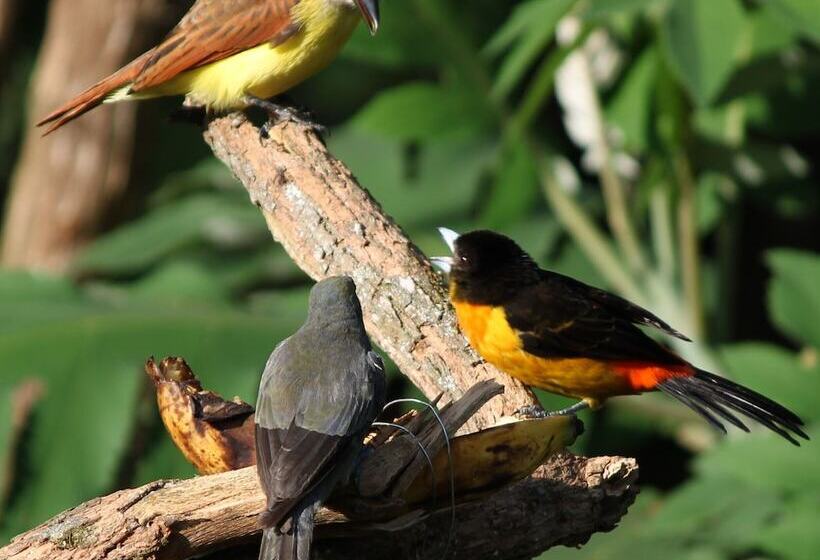 ペンション Tranquility, Fresh Air, Birds Eye View, Green Areas, Panoramic View