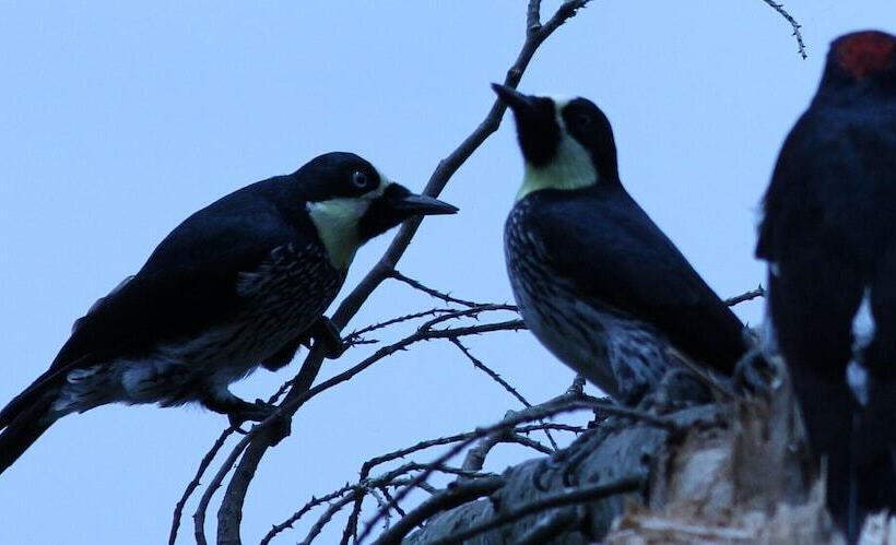 ペンション Tranquility, Fresh Air, Birds Eye View, Green Areas, Panoramic View