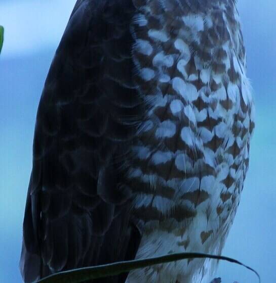 ペンション Tranquility, Fresh Air, Birds Eye View, Green Areas, Panoramic View