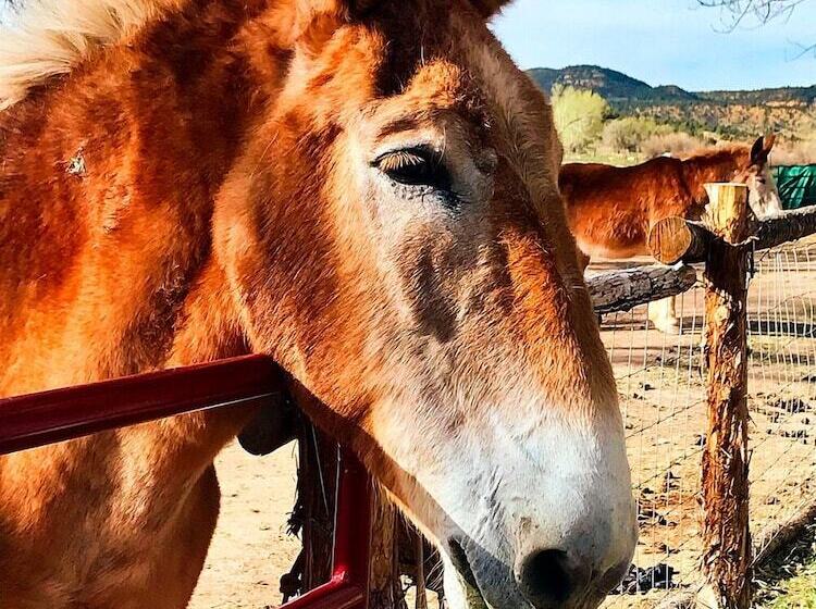 ベッドアンドブレックファースト Arrowhead Country Cabins