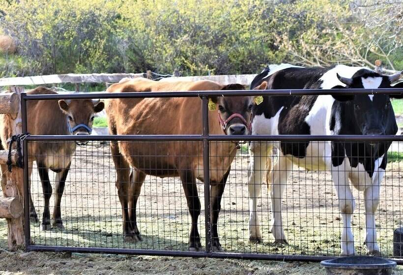 ベッドアンドブレックファースト Arrowhead Country Cabins