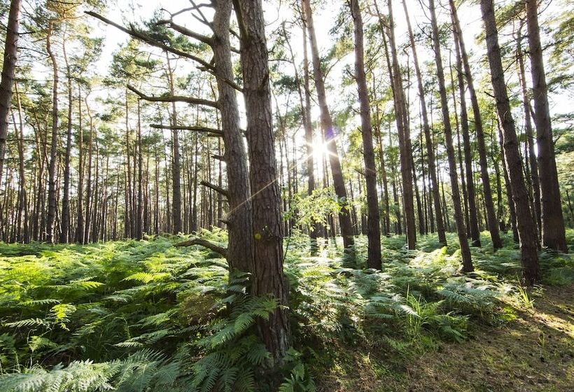Dünenmeer Ferienhäuser