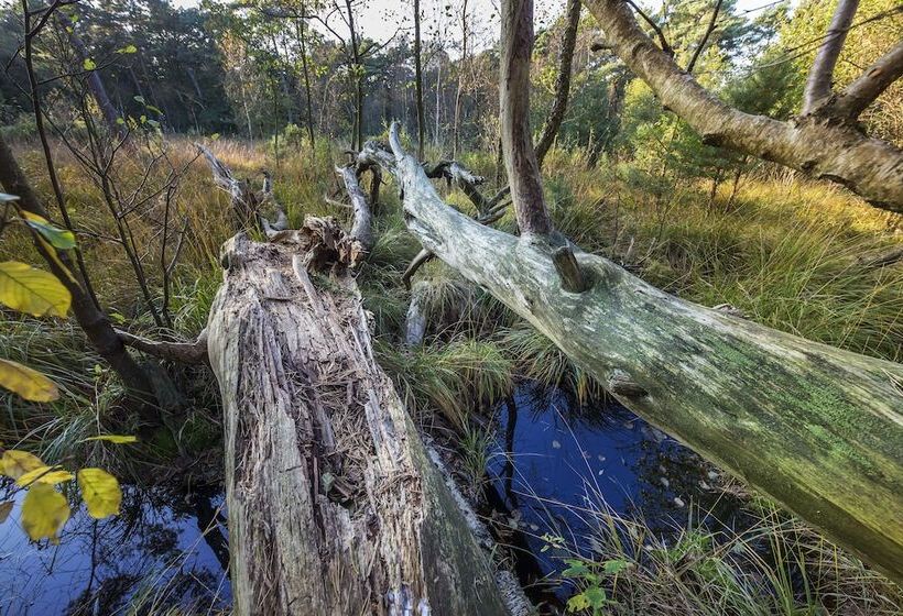 Dünenmeer Ferienhäuser