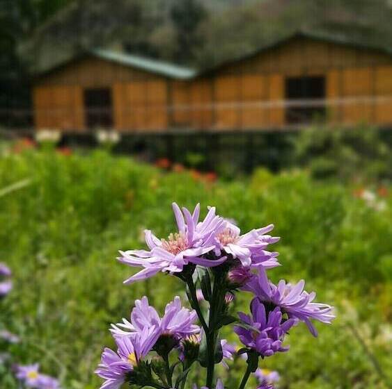 酒店 Eco Lodge Restaurant Araplay