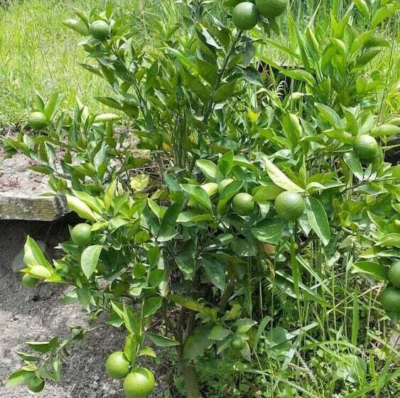 酒店 Eco Lodge Restaurant Araplay