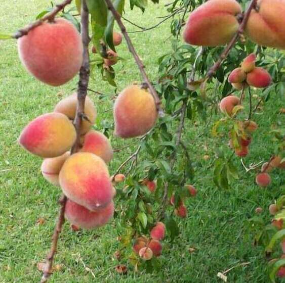 پانسیون Dar Kenavo