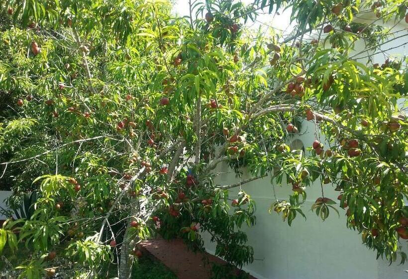 پانسیون Dar Kenavo