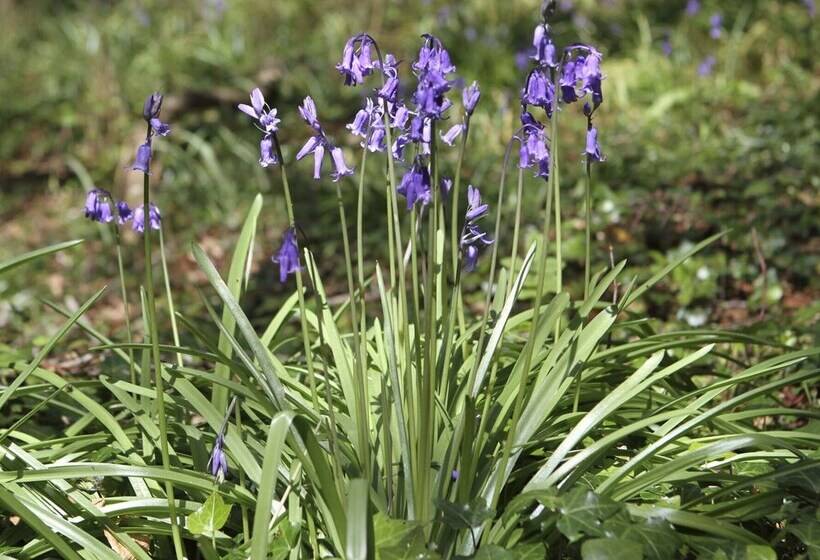 Garden Cottage   Rhoscolyn