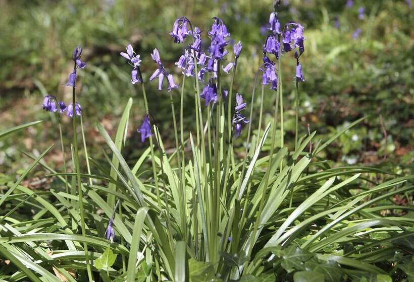 Garden Cottage   Rhoscolyn