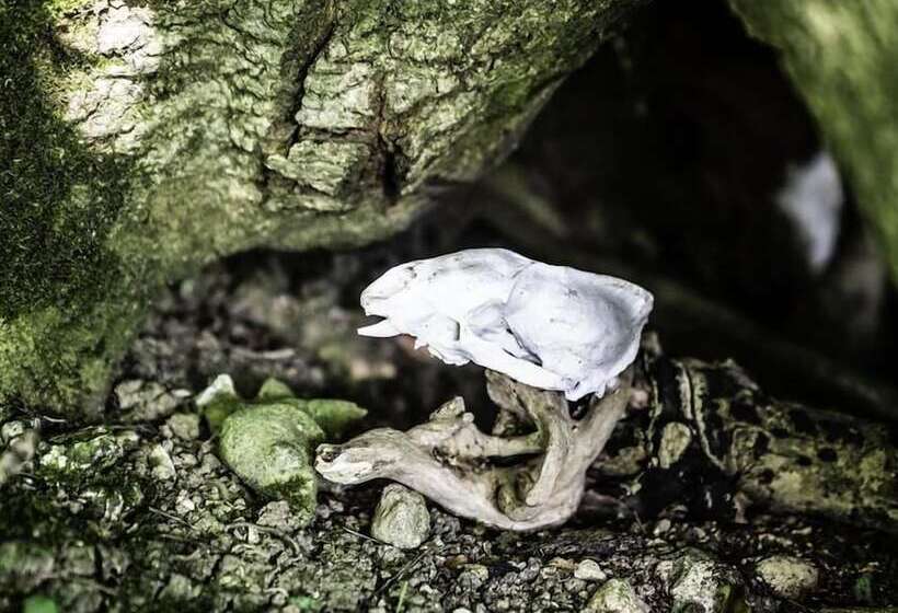 Leys At Valley View Farm