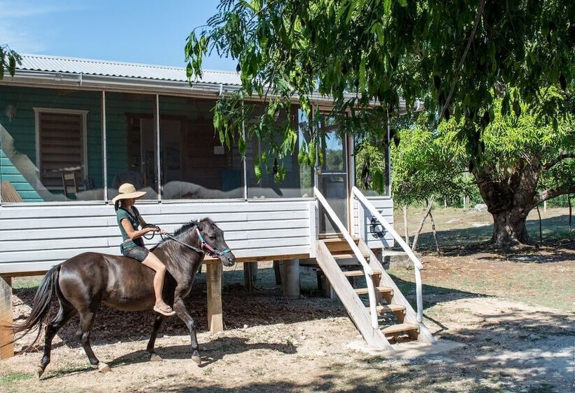 فندق صغير Backpackers Paradise