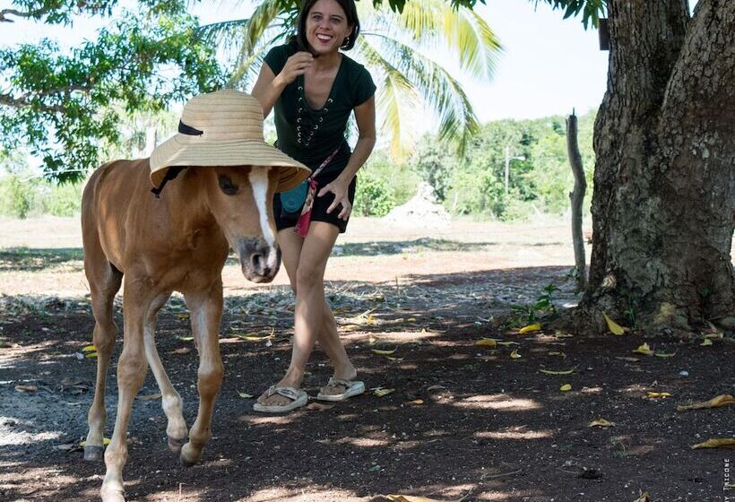 فندق صغير Backpackers Paradise