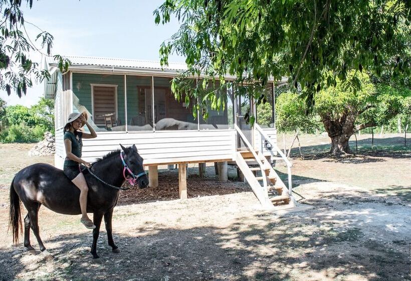 فندق صغير Backpackers Paradise