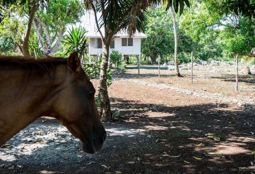 فندق صغير Backpackers Paradise