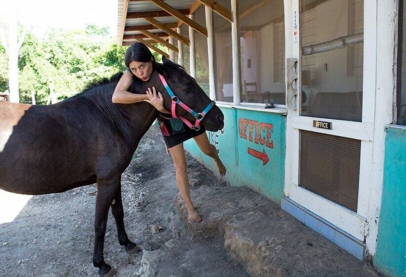 فندق صغير Backpackers Paradise