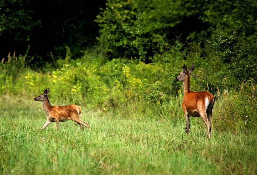 فندق Apartments Vrata Baranje