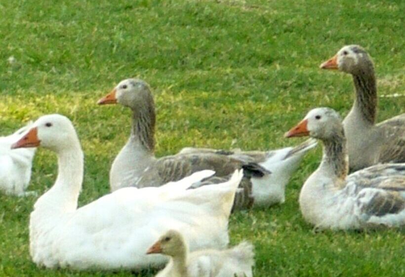 호텔 De Campo Granja El Aromo