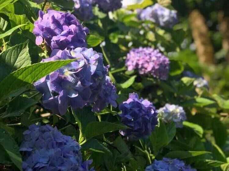 ホテル Foga Bungalov