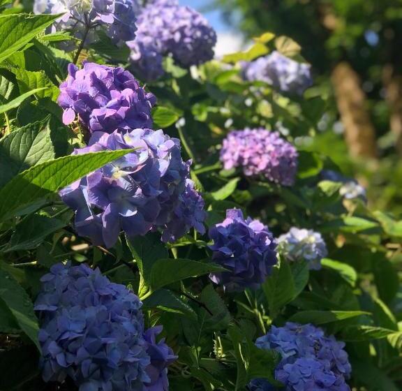 酒店 Foga Bungalov