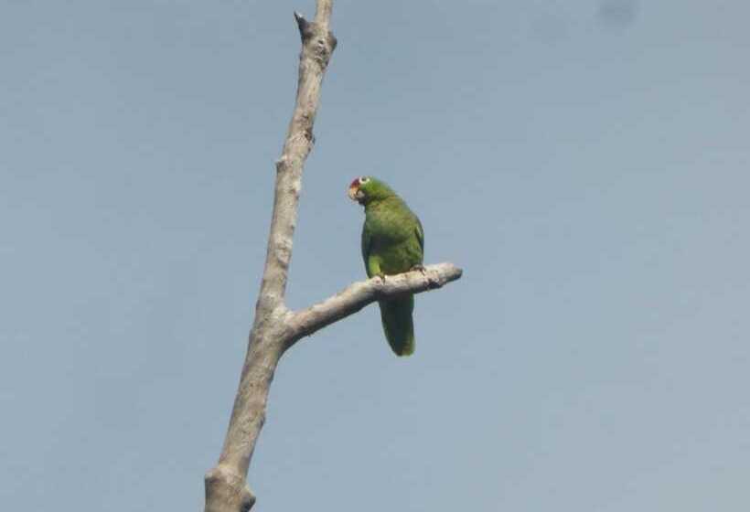 فندق Garden Of Heliconias Lodge