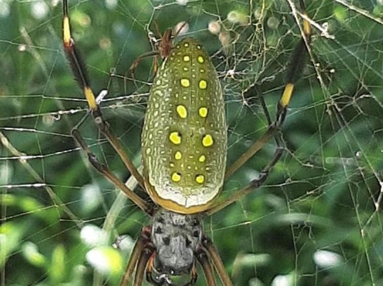 فندق Garden Of Heliconias Lodge