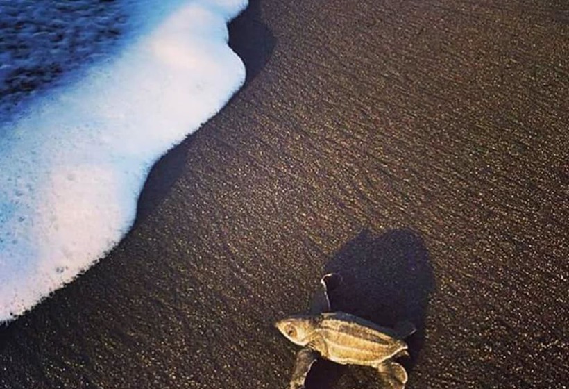 호텔 Green Gold Ecolodge