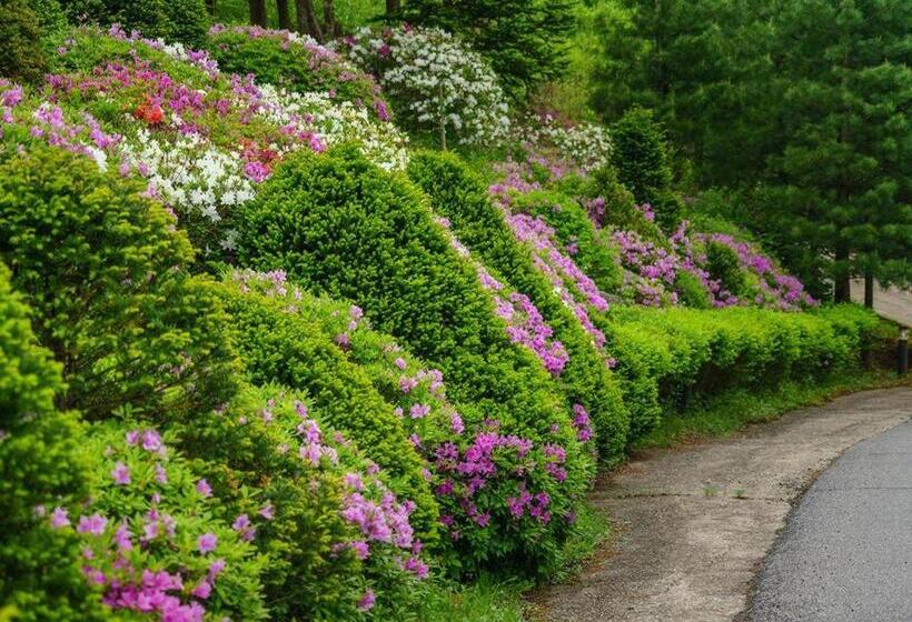 酒店 Greenhill Pension