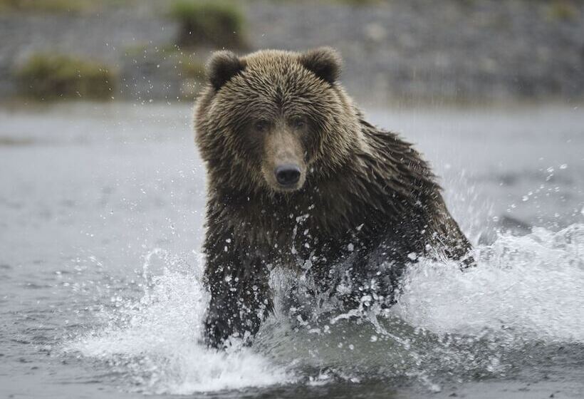 فندق Kodiak Compass Suites