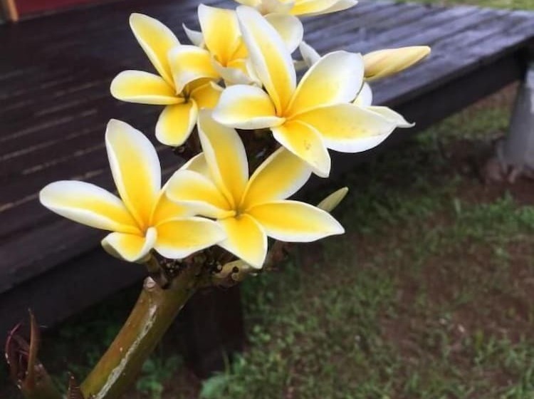 בית מלון כפרי Marari Rapa Nui