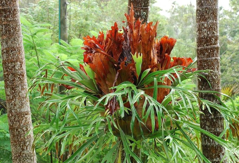 בית מלון כפרי Wollumbin Palms Rainforest Retreat