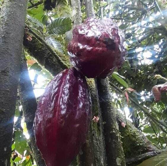 فندق Rio Celeste Family Lodge