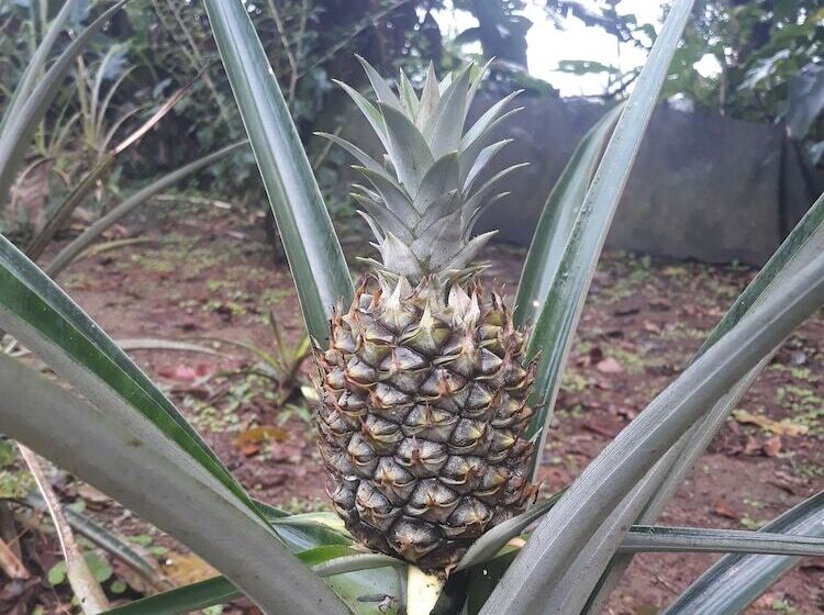 فندق Rio Celeste Family Lodge