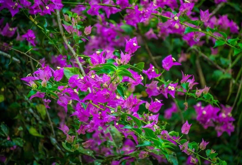 호텔 The Goddess Garden