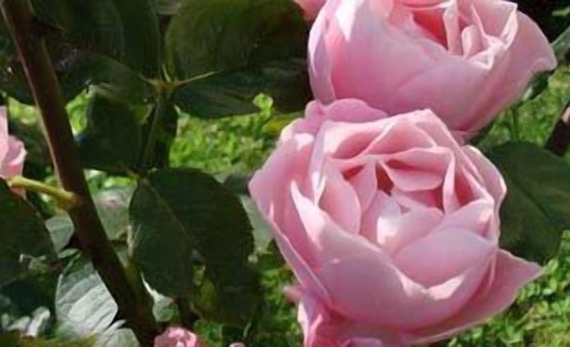 Stegeborgs Trädgårdshotell